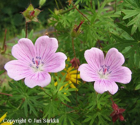Geranium sanguineum 'Hempukka'